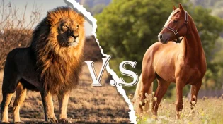 מי יותר חזק הסוס או האריה? אז למה הכל עם "כוח סוס"?