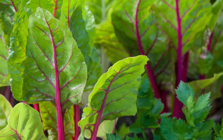 5 סיבות נהדרות להגביר צריכה של סלק ירוק מדי יום 5 סיבות נהדרות להגביר צריכה של סלק ירוק מדי יום
