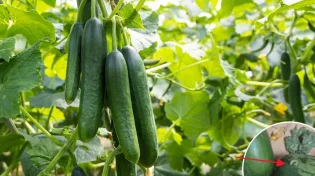הלם: אוכלים מלפפונים? "היא קופצת"