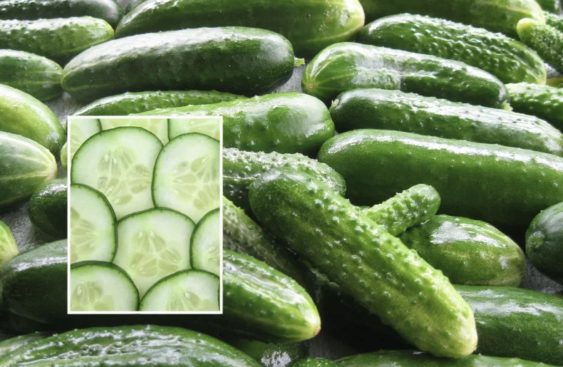 אוהבים מלפפונים? אתם חייבים לקרוא את זה אוהבים מלפפונים? אתם חייבים לקרוא את זה