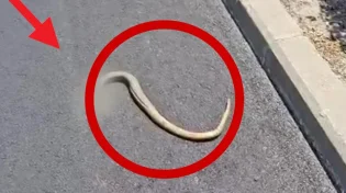 מכת נחשים ביבנה התושבים מתלוננים