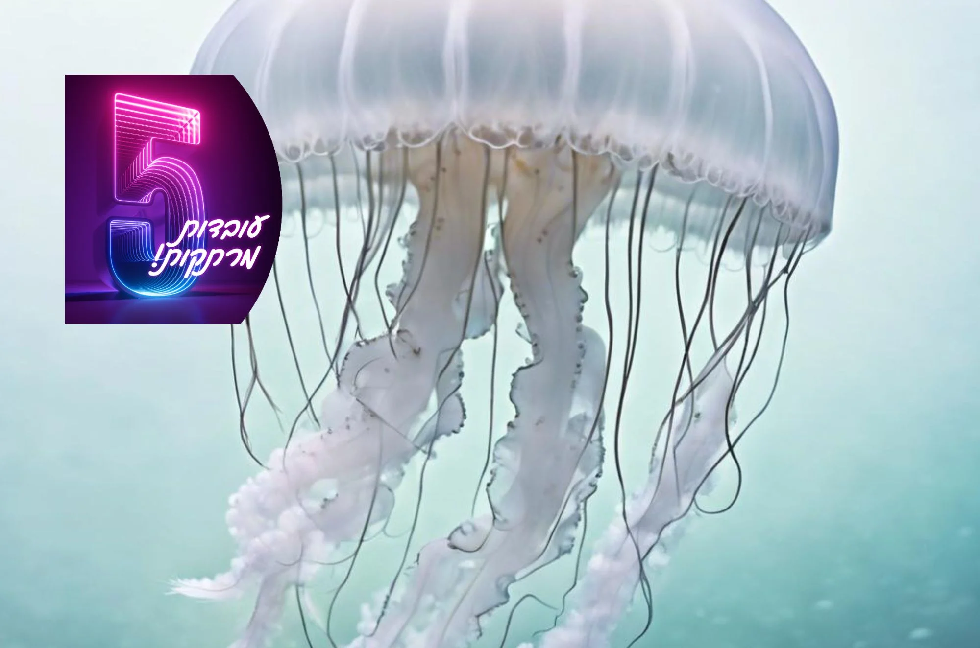 5 עובדות מדהימות על מדוזות - שאולי לא הכרתם 