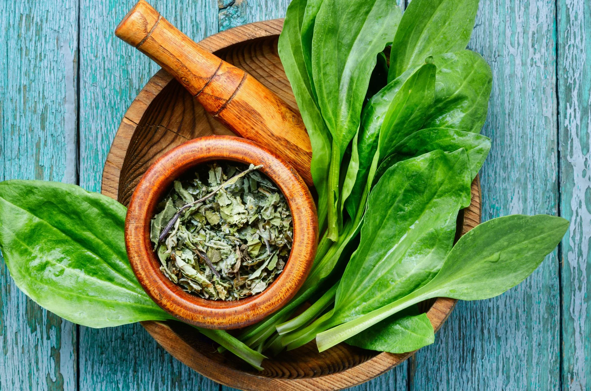 צמח המרפא ההודי שמרפא סוכרת 