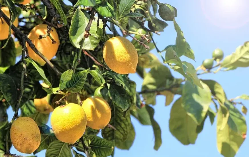 5 שימושים מהפכניים עם לימונים - ברחבי הבית 5 שימושים מהפכניים עם לימונים - ברחבי הבית