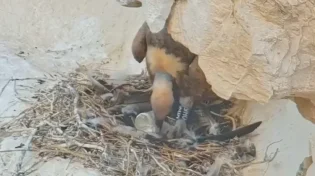 רגע בקיעת גוזל הנשר מהביצה