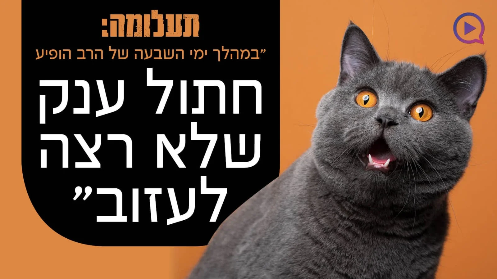 תעלומה: "במהלך ימי השבעה הופיע חתול שלא רצה לעזוב" 