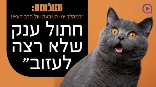 תעלומה: "במהלך ימי השבעה הופיע חתול שלא רצה לעזוב"