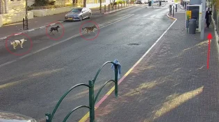 בהלה בביתר: כלבי בר תוקפים תושבים