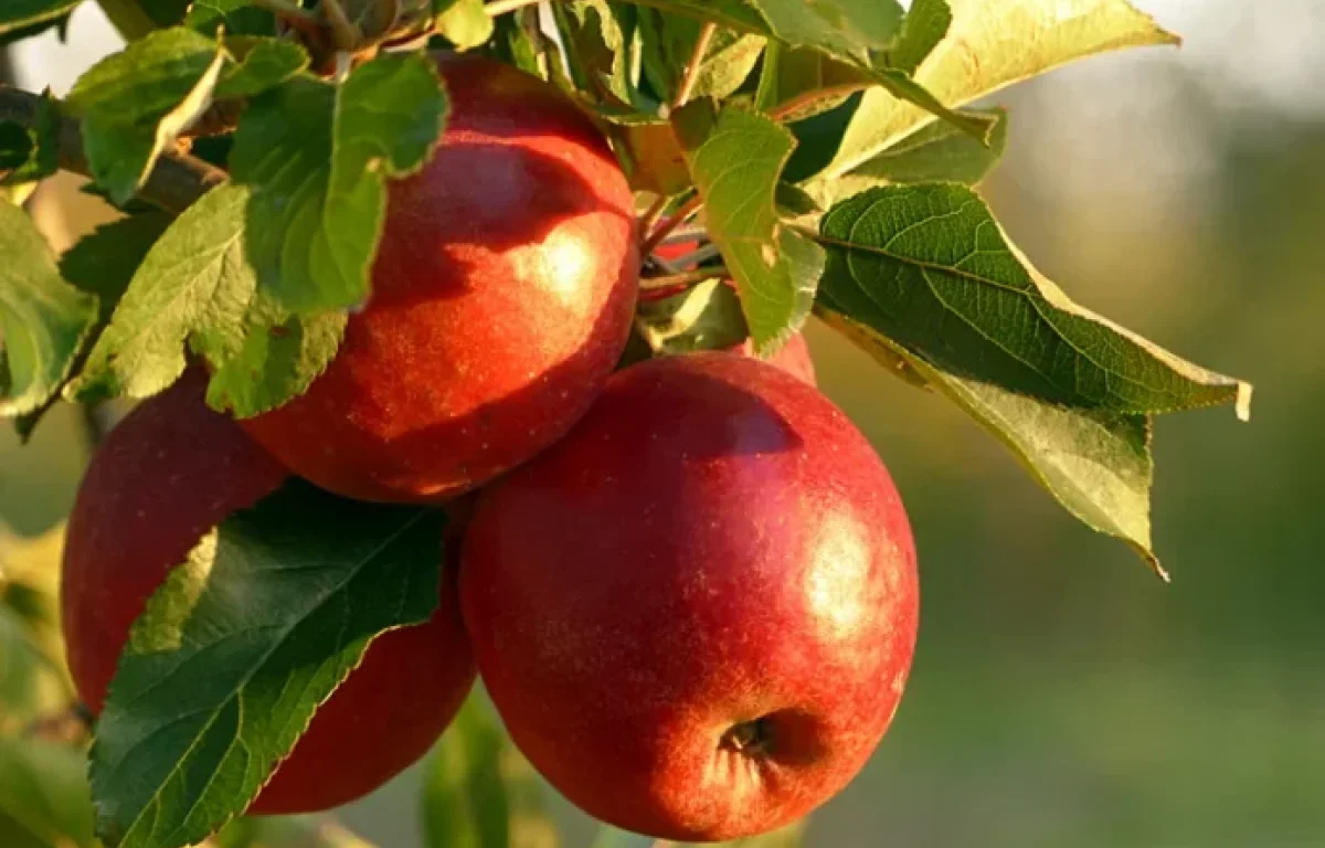 6 יתרונות בריאותיים של תפוח עץ