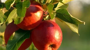 6 יתרונות בריאותיים של תפוח עץ