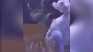 צפו: סוס הים משריץ מאות סוסונים