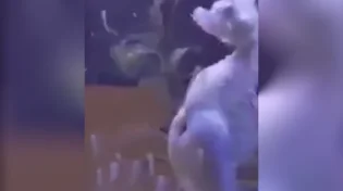 צפו: סוס הים משריץ מאות סוסונים