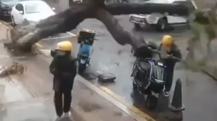 לא יאומן: הבחור ניצל רגע לפני שהעץ קרס 