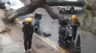 לא יאומן: הבחור ניצל רגע לפני שהעץ קרס 
