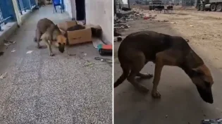 "נראית מפוחדת": הכלבה החולה חולצה מעזה ואומצה בארץ