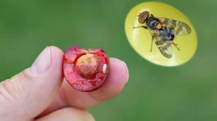 זהירות: מה מתחבא בדובדבנים היפים האלו?