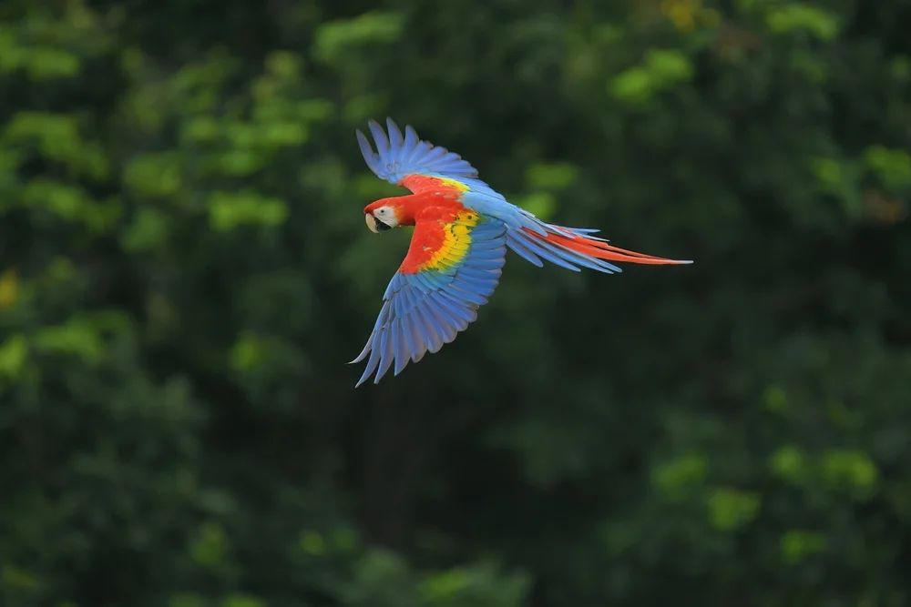 האם מותר להחזיק בשבת חיית מחמד?
