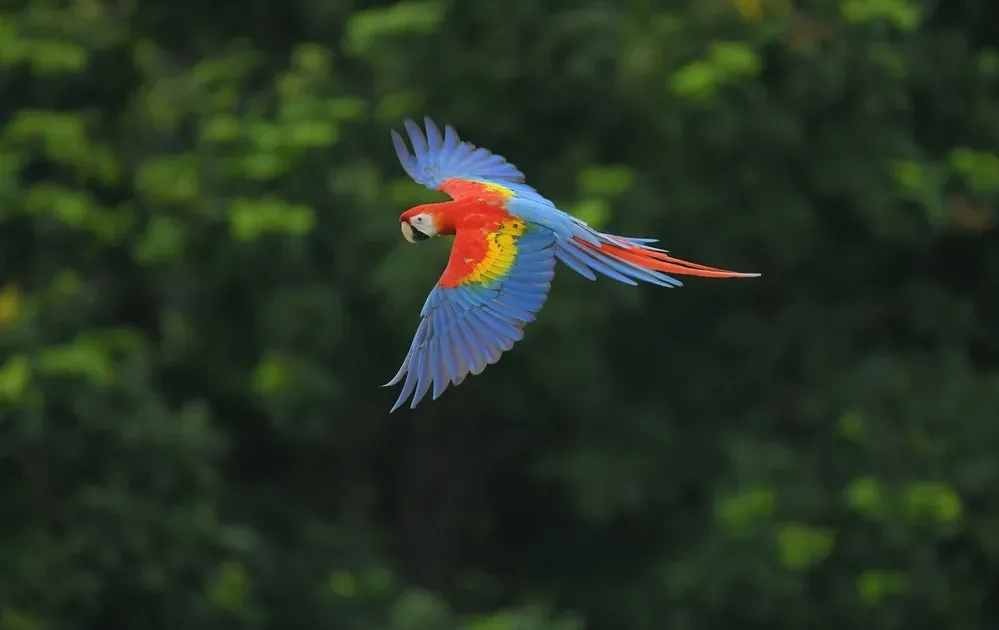 האם מותר להחזיק בשבת חיית מחמד? האם מותר להחזיק בשבת חיית מחמד?