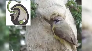 הציפור שבונה מערכת הגנה כפולה