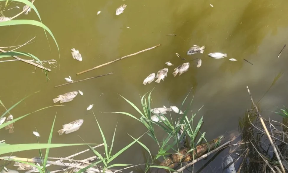 תמותת דגים תמותת דגים