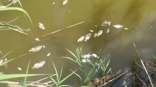 תעלומה מדאיגה בשפך נחל צלמון: דגים רבים אותרו מתים