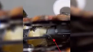 הישר מהטבע: כמה שוות פנינים שחורות נדירות?