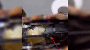 הישר מהטבע: כמה שוות פנינים שחורות נדירות?