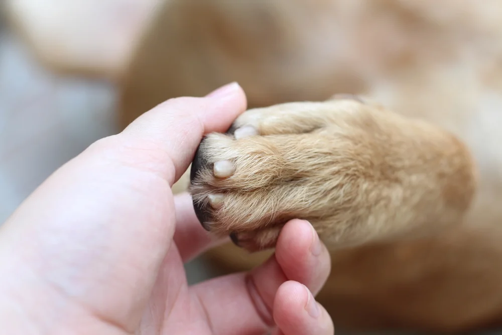האם מותר לזרוק כלב מת לפח?