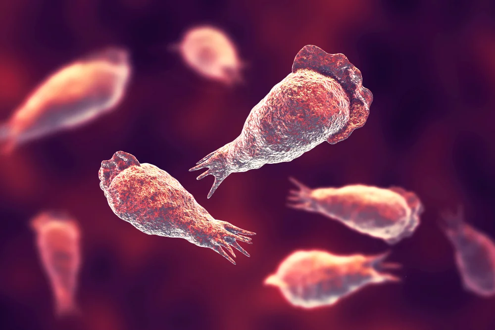 טרגדיה: צעיר בן 26 נפטר לאחר שנדבק באמבה "אוכלת מוח" בכינרת טרגדיה: צעיר בן 26 נפטר לאחר שנדבק באמבה "אוכלת מוח" בכינרת