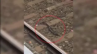 כשפסי הרכבת הפכו לאקווריום 
