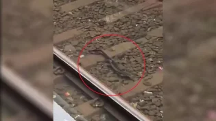 כשפסי הרכבת הפכו לאקווריום