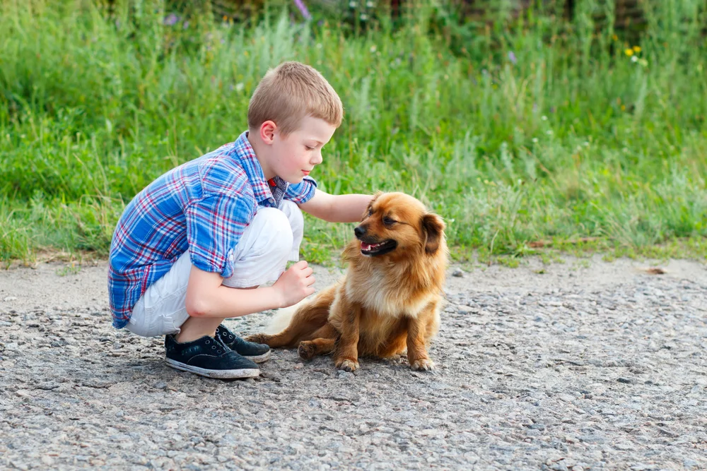 האם אסור לגעת או ללטף כלב בשבת?