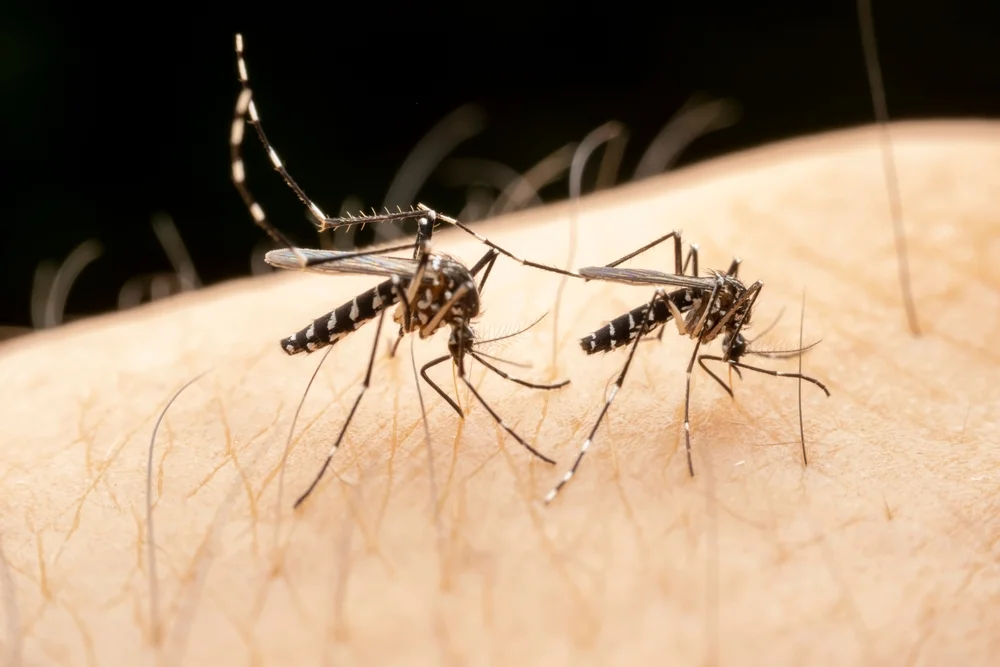 האם מותר להרוג יתוש בשבת?