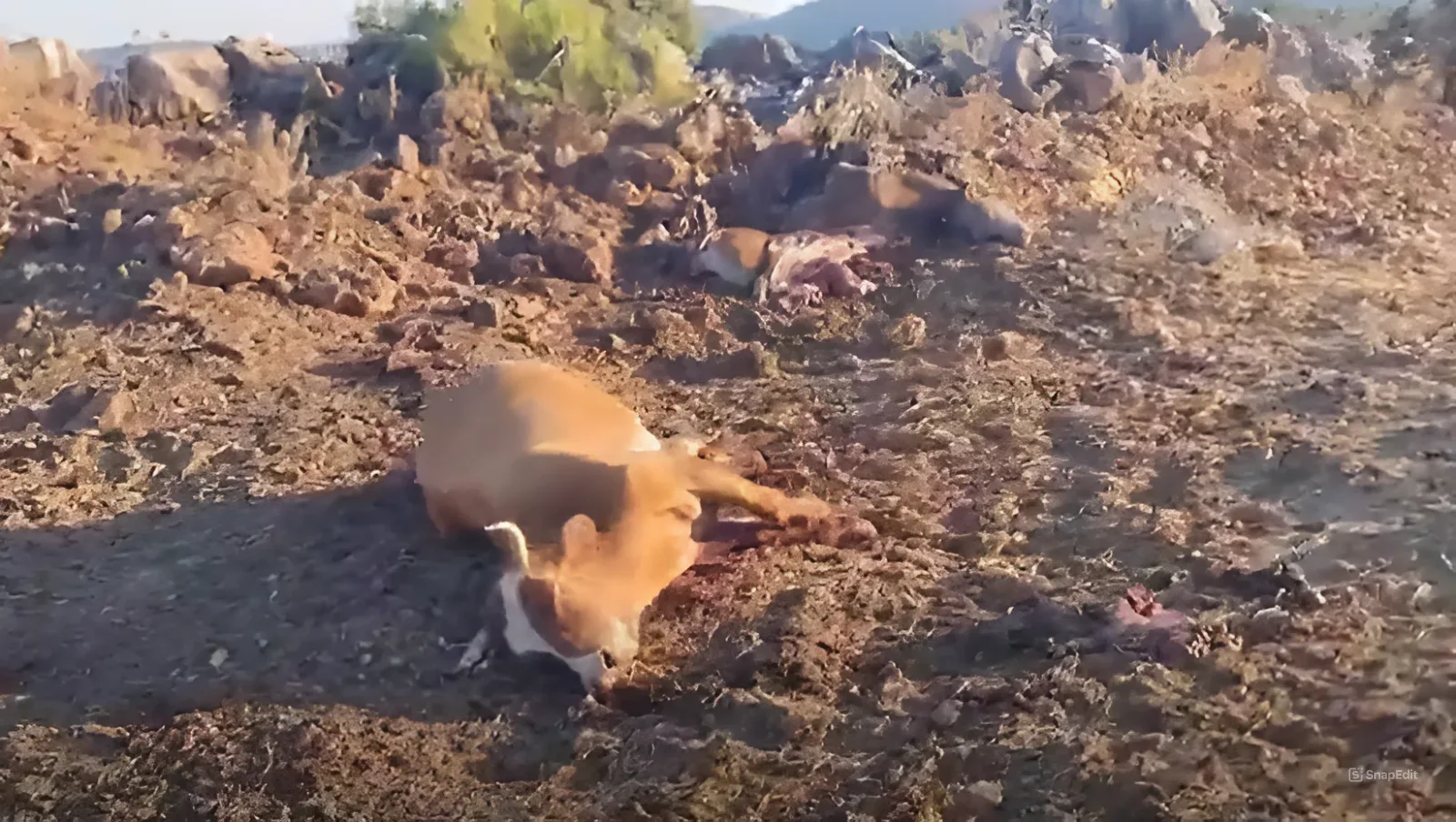 ירי חיזבאללה ירי חיזבאללה