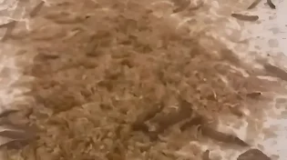 ארגון פלסטיני פרץ למלון נתניהו ופיזר תולעים וחרקים