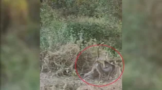 הבבון מתפנק באמצע הג׳ונגל