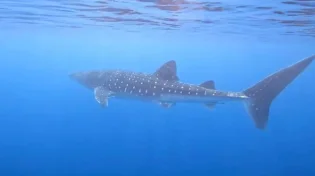 כריש לוויתן נדיר נצפה במפרץ אילת