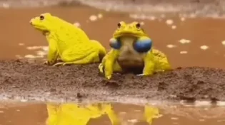 צבעונית ובודדת: הכירו את הצפרדע ההודית