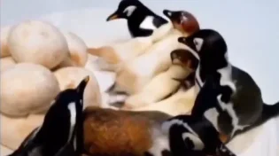 אמיתי? הפטריות קמו לתחייה
