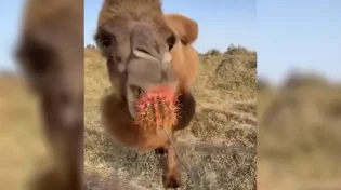איך גמל לועס קקטוס מבלי להיפגע? צפו