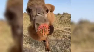 איך גמל לועס קקטוס מבלי להיפגע? צפו