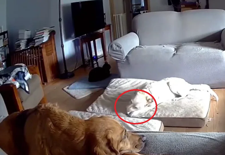 הכלב שיחק בסוללה וזה כמעט נגמר באסון