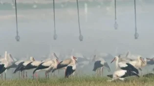 עונת הנדידה בעיצומה: החולה הפכה ללבנה