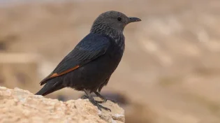 לא יאמן: הציפורים הפכו לשחקניות בשביל האוכל 