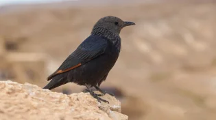 לא יאמן: הציפורים הפכו לשחקניות בשביל האוכל