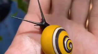 מדהים: חלזונות מזן צבעוני ונדיר