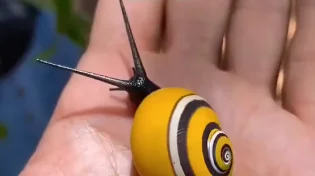 מדהים: חלזונות מזן צבעוני ונדיר