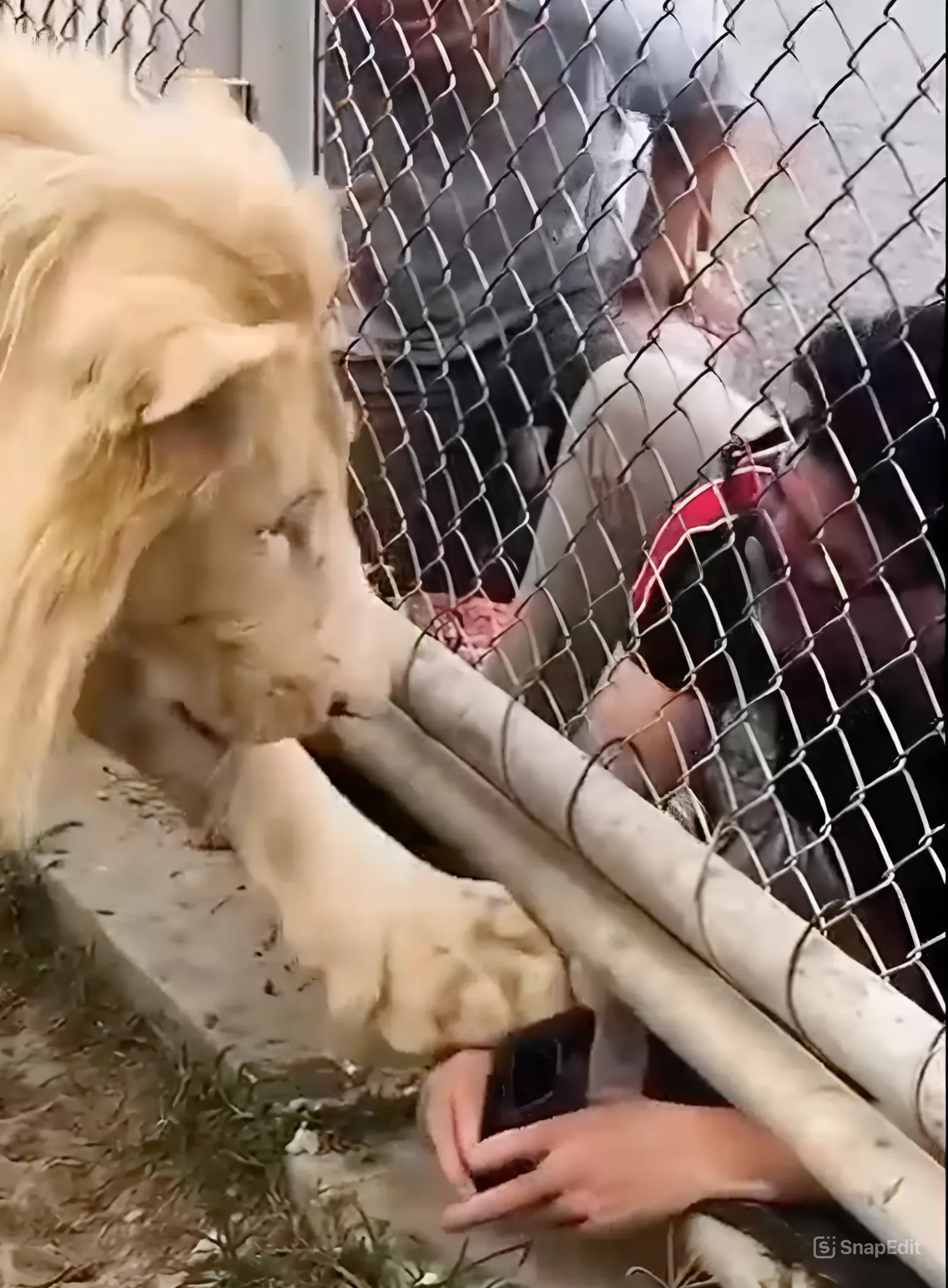 אריה מסרב בעדינות לאדם המנסה להכניס מצלמה לתוך הכלוב שלו