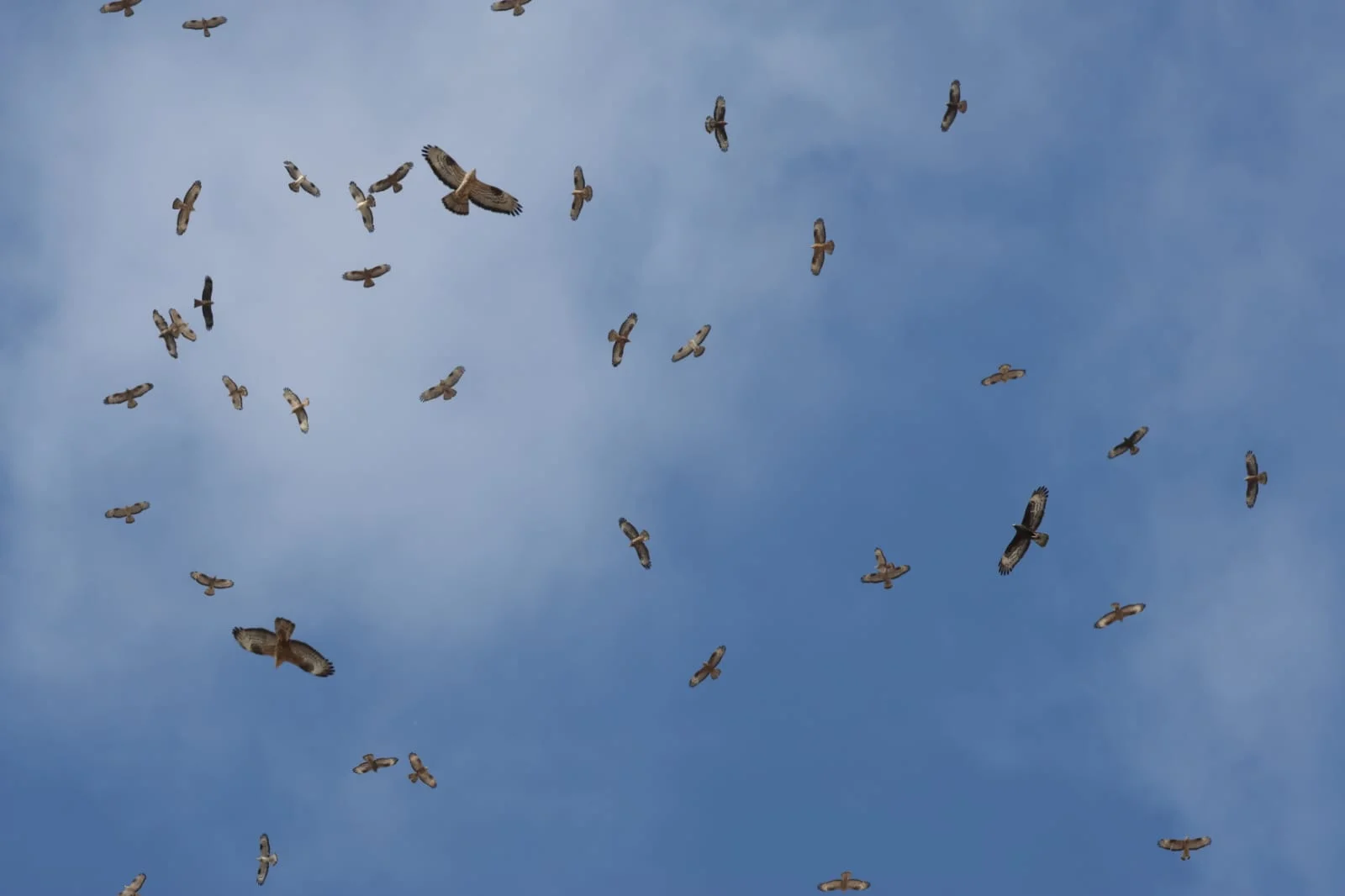 עונת הנדידה: מעל ישראל עוברות עשרות אלפי איות צרעים 