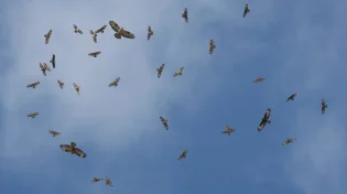 עונת הנדידה: מעל ישראל עוברות עשרות אלפי איות צרעים